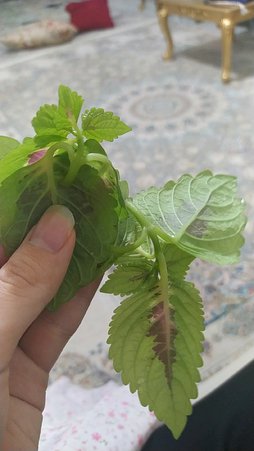 گلآریس