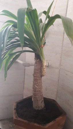 گلآریس