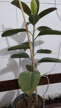 گلآریس