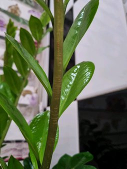 گلآریس