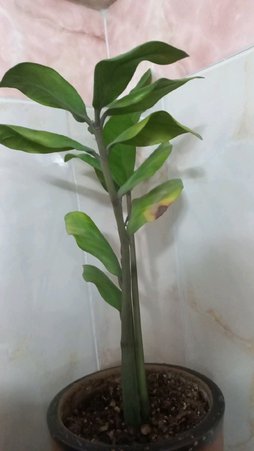 گلآریس