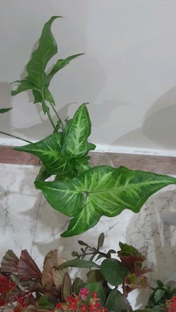 گلآریس