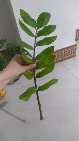گلآریس