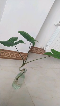 گلآریس