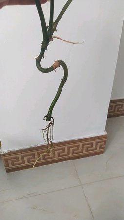 گلآریس