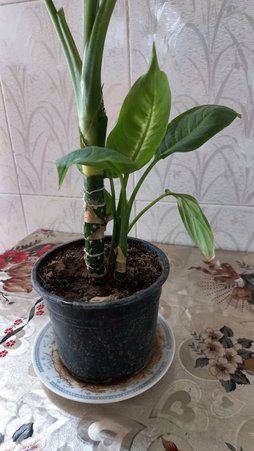 گلآریس