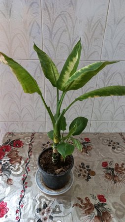 گلآریس
