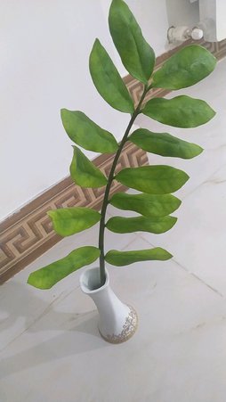 گلآریس