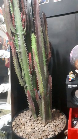 گلآریس