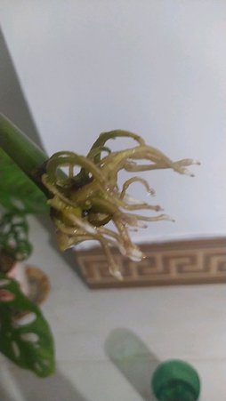 گلآریس