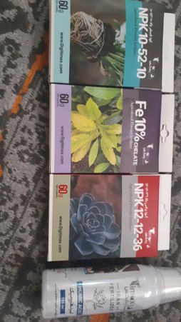 گلآریس