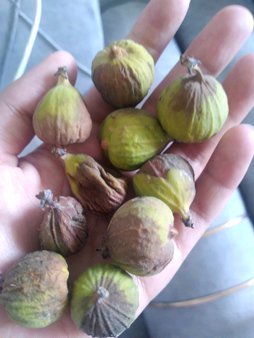 گلآریس