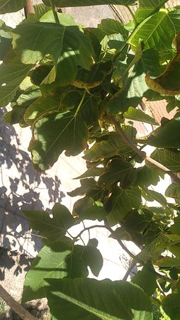 گلآریس