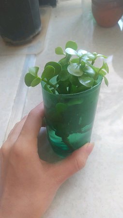 گلآریس