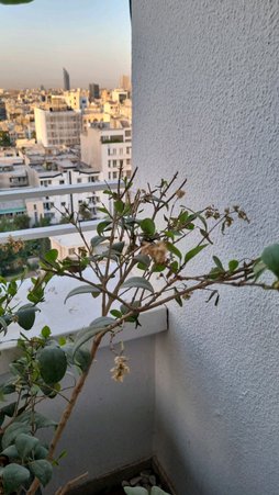 گلآریس