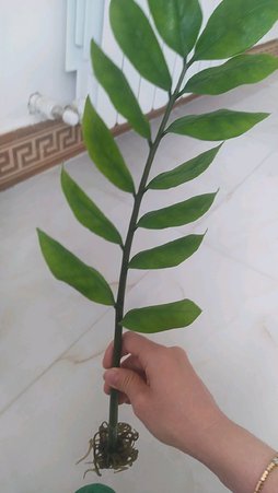 گلآریس