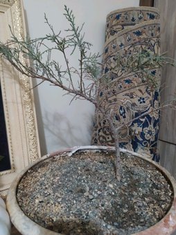 گلآریس