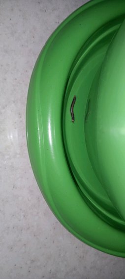 گلآریس