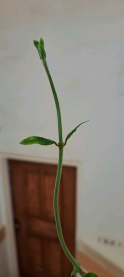 گلآریس