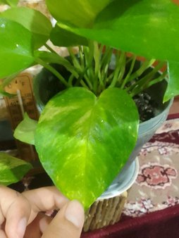 گلآریس