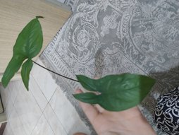 گلآریس