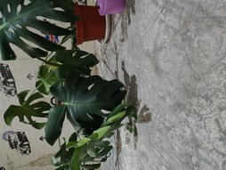 گلآریس