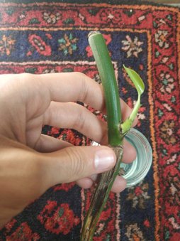 گلآریس