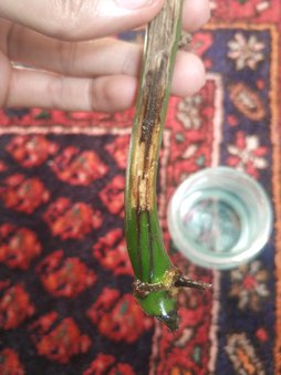 گلآریس