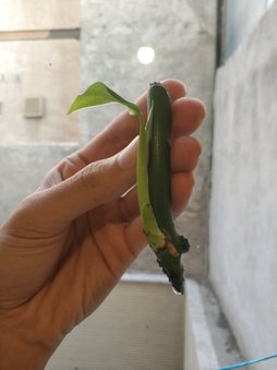 گلآریس