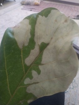 گلآریس
