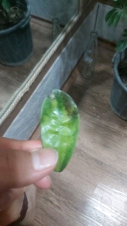گلآریس