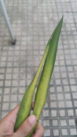 گلآریس