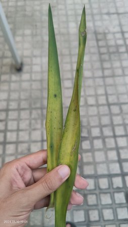 گلآریس