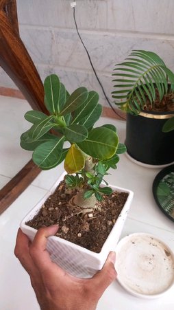 گلآریس