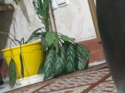 گلآریس