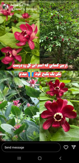 گلآریس