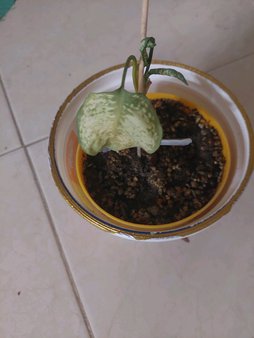 گلآریس