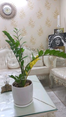 گلآریس