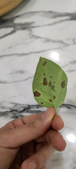 گلآریس