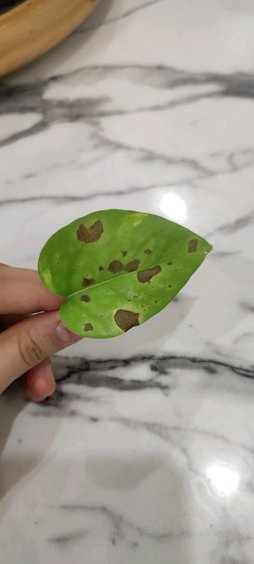 گلآریس