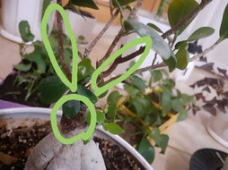 سیاهی ساقه بنسای