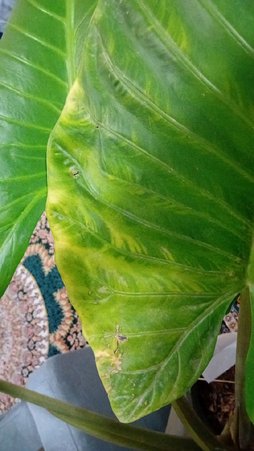 علت رنگ پریدگی قسمتهایی از برگ های باباآدم