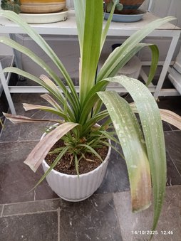 بیماری قارچی گیاه پاندراتوس