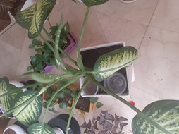 پژمردگی دیفن باخیا