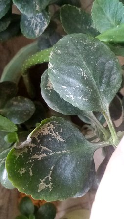 نوار های سفید نقره ای روی قاشقی