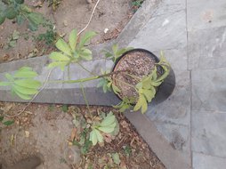 پژمردگی و زرد شدن برگ ها