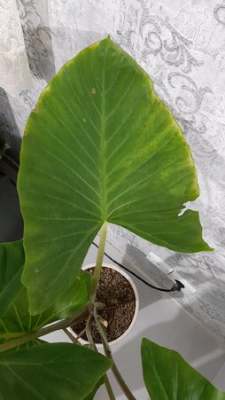 بابا آدم چرا دور برگاش زرد شده؟