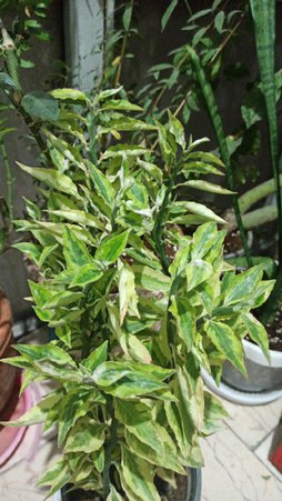 سلام خسته نباشید علت سفیدک زدن گیاه محشر یا ستون فقرات شیطان چیه ممنون میشم توضیح بدین