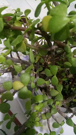 کراسولا خرفه ای