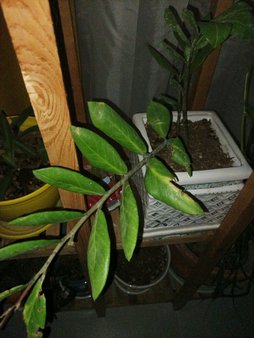 ندادن پاجوش و سرحال نبودن